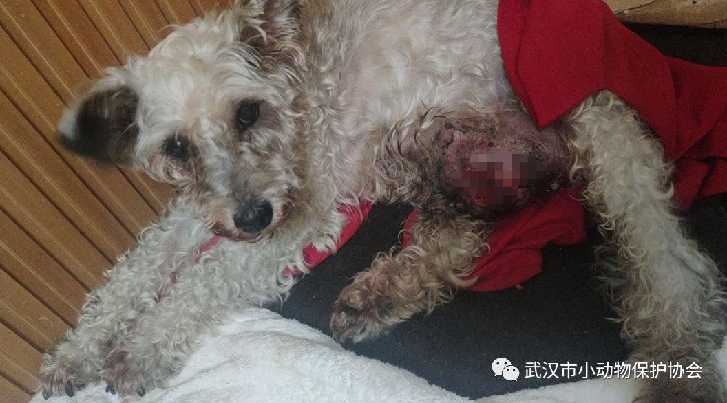 拳头大小的肿瘤可能是良性的吗,肿瘤长得越来越大就是癌症晚期吗