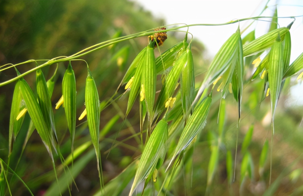 麦田杂草燕麦草,野燕麦危害麦田
