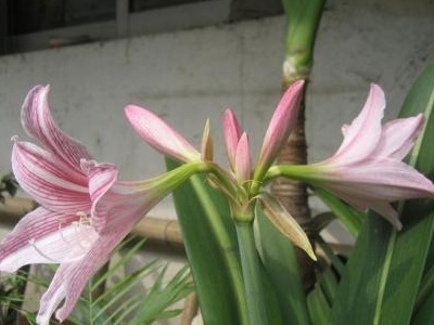 大头兰怎么养才能更旺盛,大头兰怎么养成的