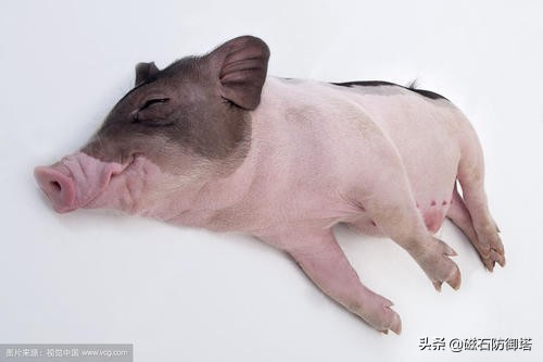 猪年话猪：从野猪到佩奇，猪影响了中国多久？