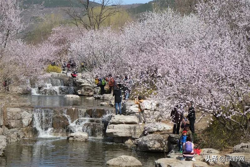 赏花好时节,赏花感言一句话