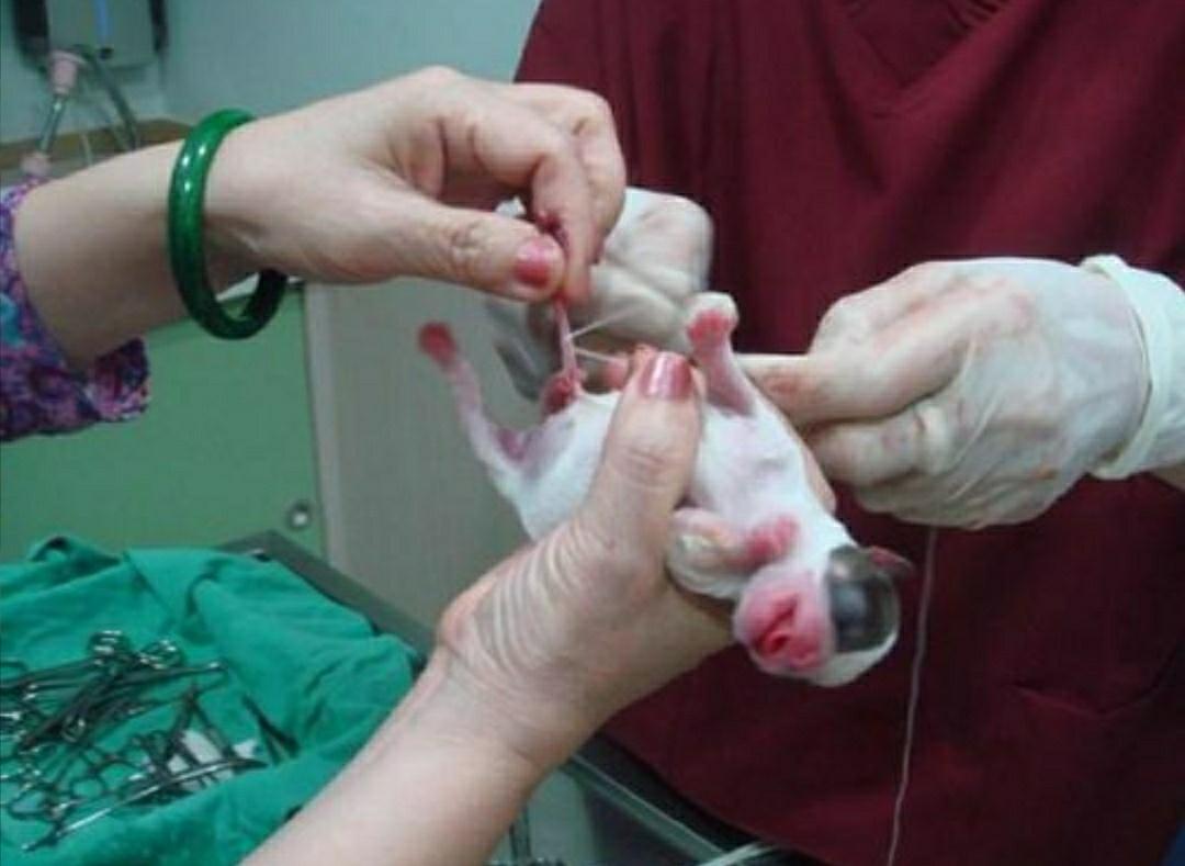 狗生小狗要注意啥,狗生小狗怎样处理