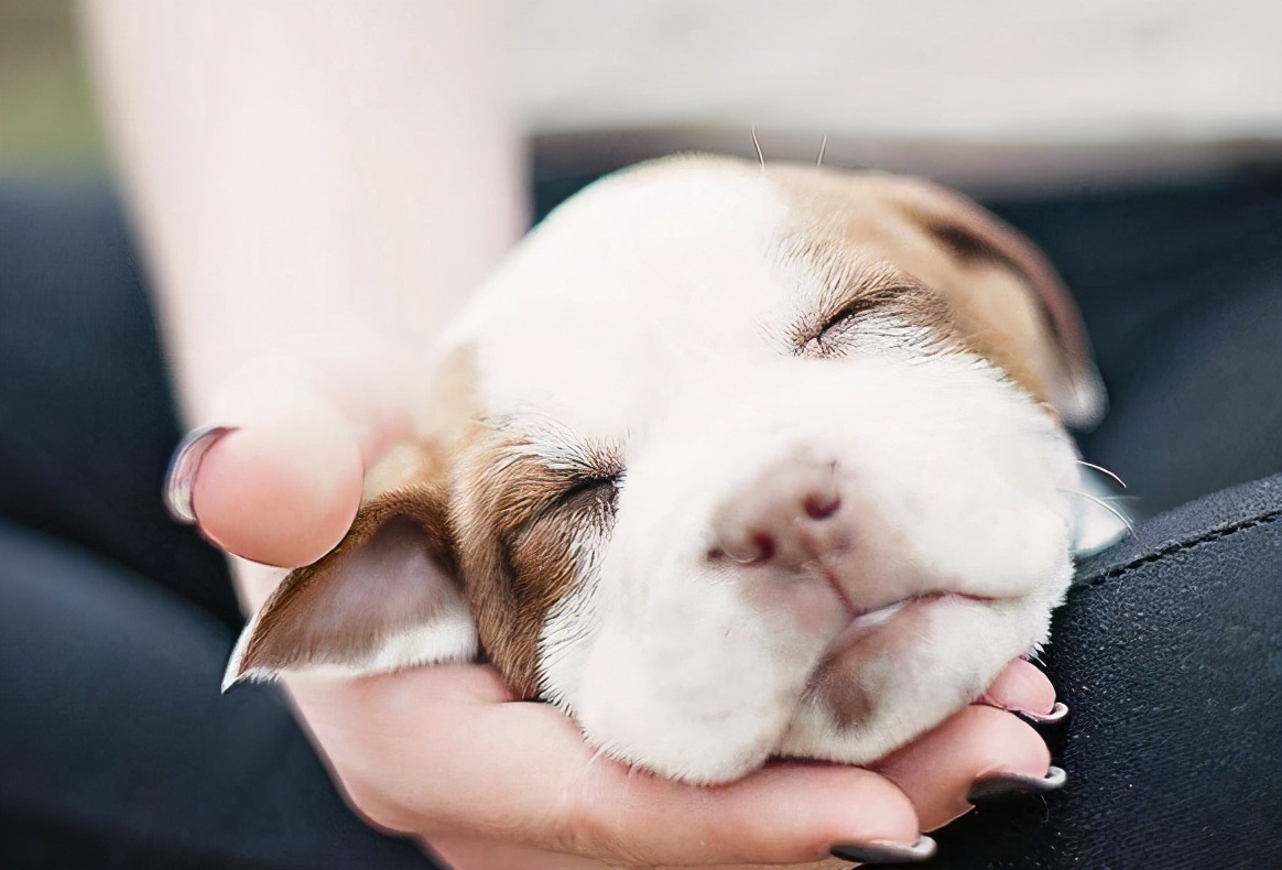 如何挑选一只品相好的罗威纳幼犬,黑色拉布拉多2个月幼犬如何挑选