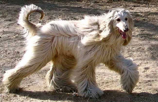 狗狗去学校训练会提高智商吗,狗狗太小对食物没认知怎么训练