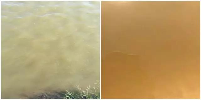 藻类旺盛水色是什么样,通过池塘水色确定藻类植物