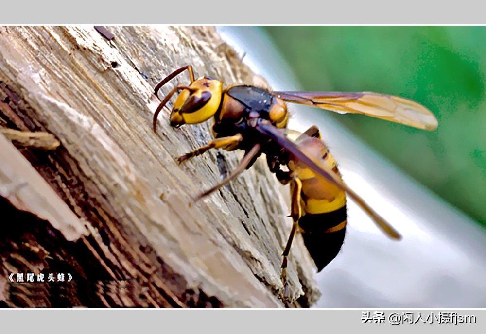 秋季如何防昆虫进屋,秋季防胡蜂知识