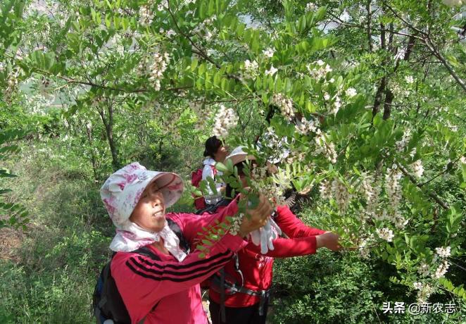 五鬼树有什么作用,五鬼树