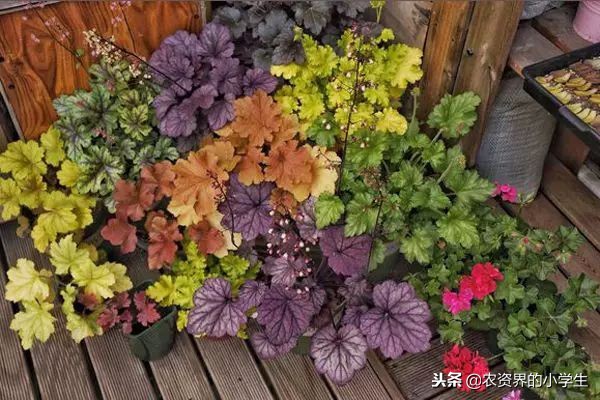 植物的叶子为什么是黄色的,植物的叶子呈绿色的原因