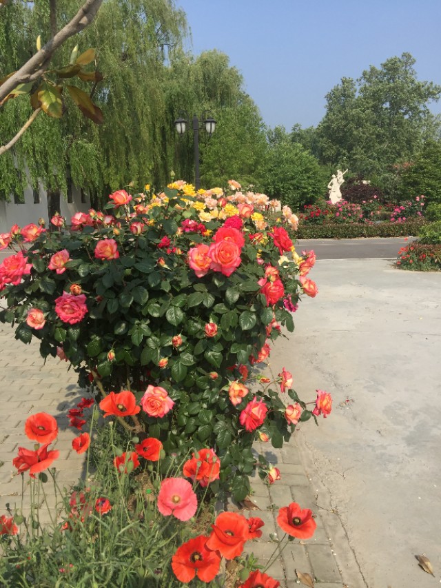 阳光学校为什么有规矩,阳光学校特色课