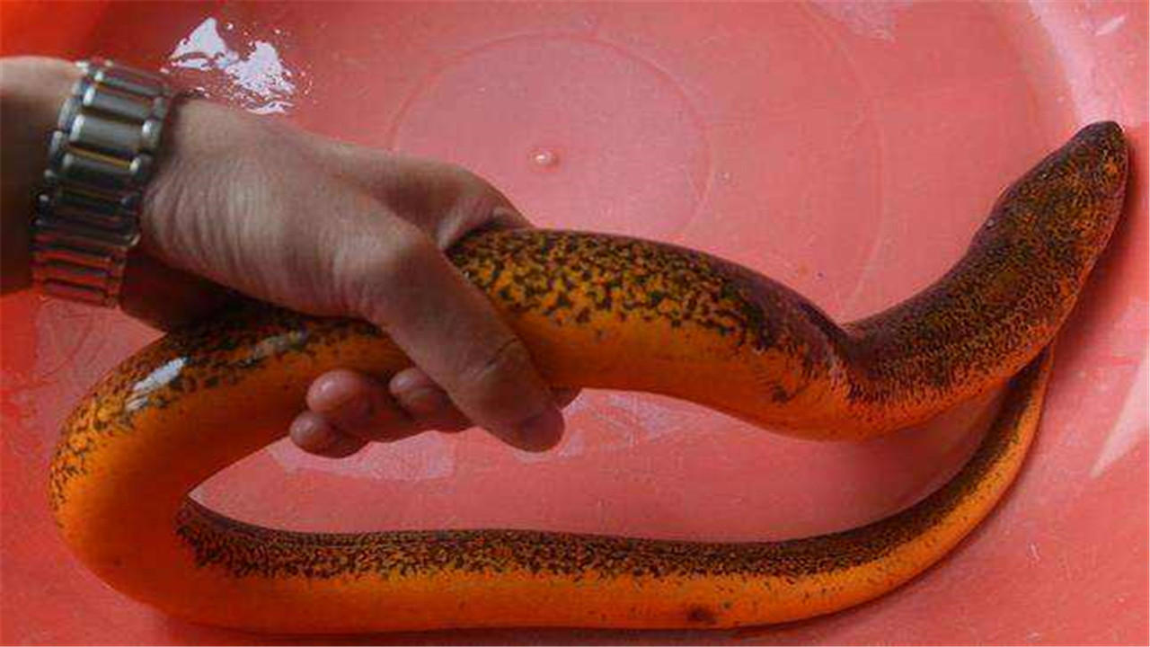 黄鳝的养殖方法和技术视频教程,黄鳝的养殖技术饲料配方