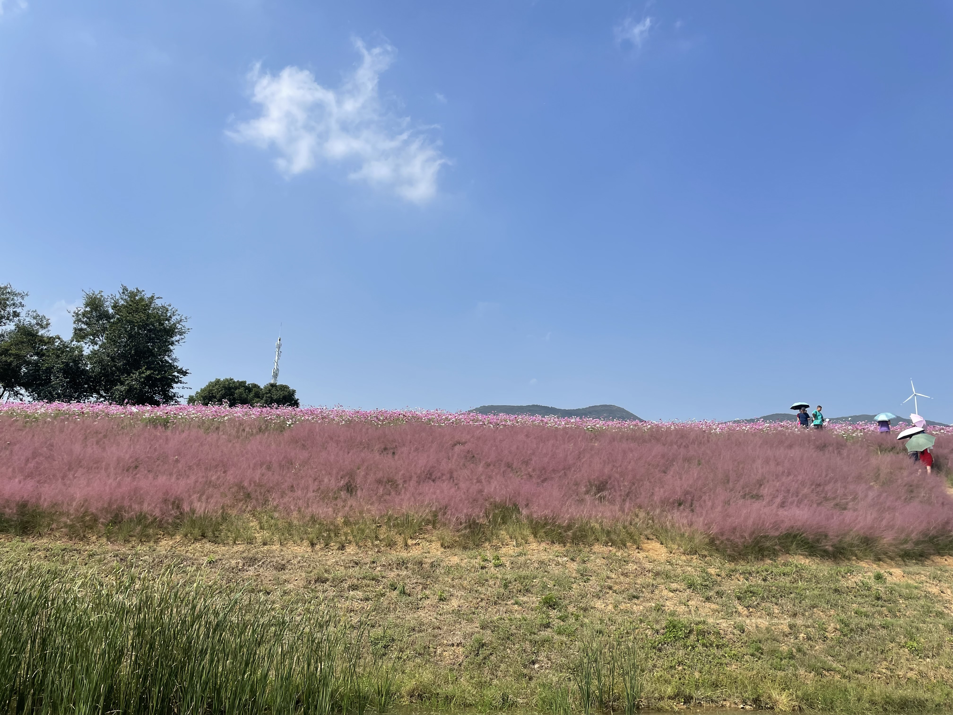 合肥四季花海公园属于几a级景区,合肥滨湖四季花海怎么坐车去