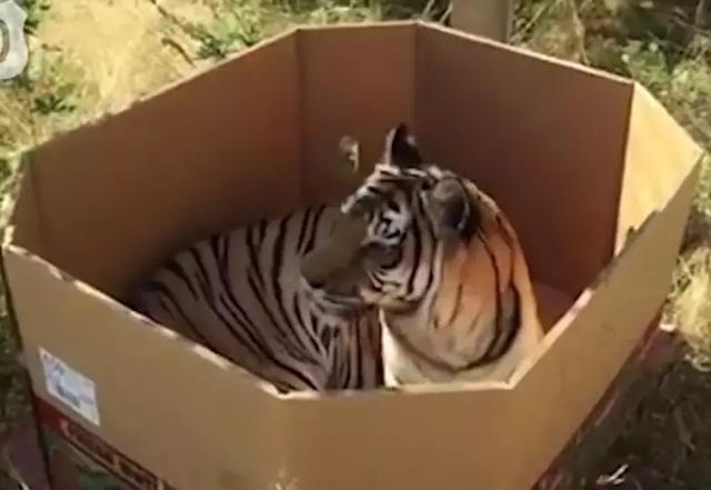 “液体”做的猫究竟可以拉多长?得知真相后,网友纷纷直言:变态