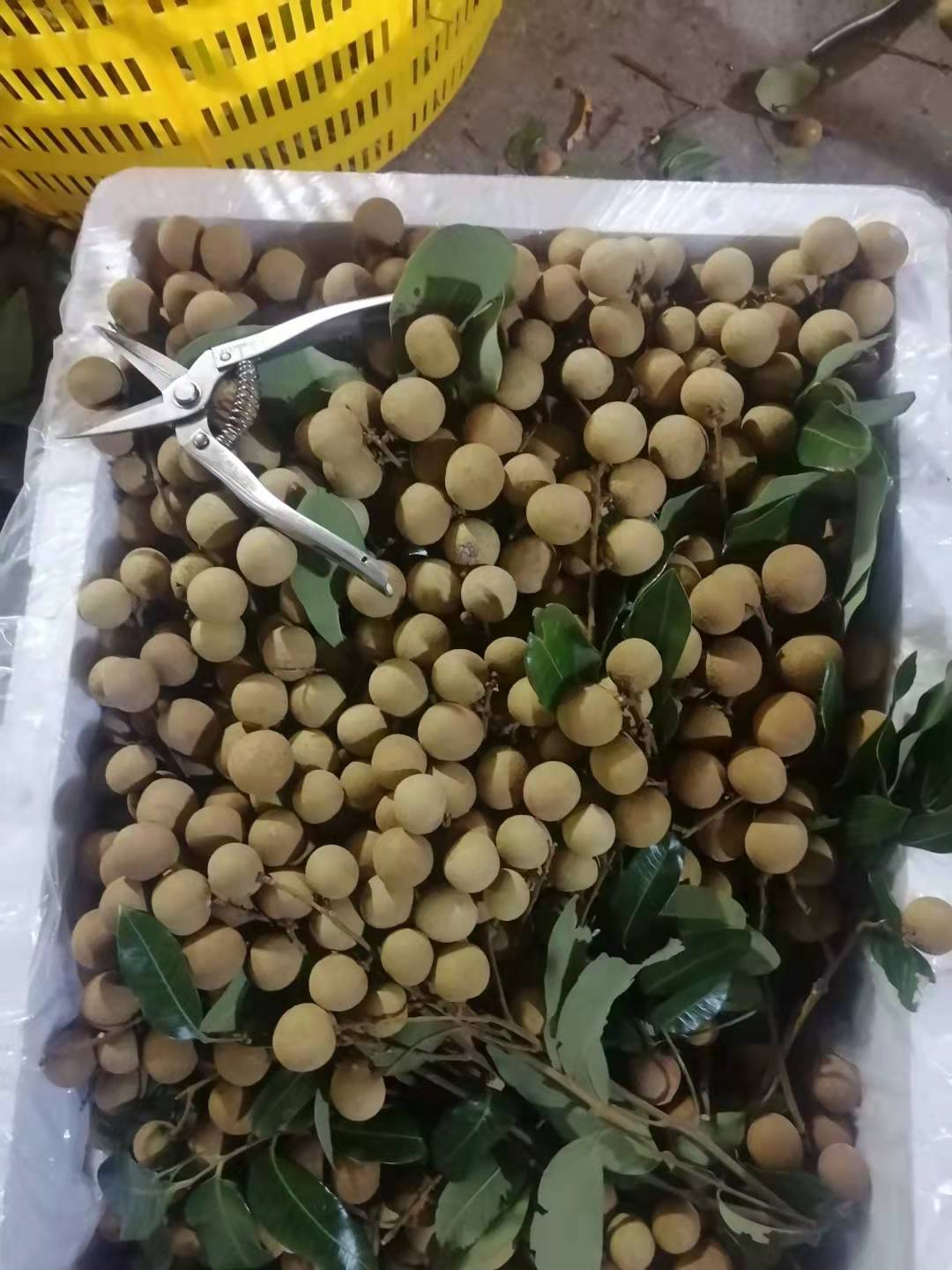 海南水果礼品盒,海南省水果包装