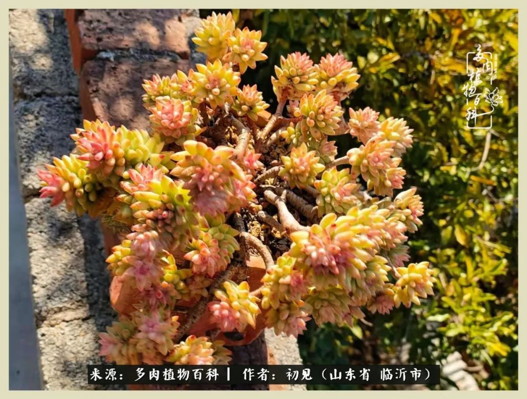 和多肉植物相伴,和多肉相处的心情