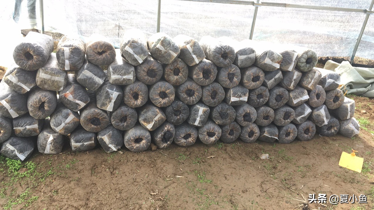 种植羊肚菌亏本的人多吗,羊肚菌种植技术与销路