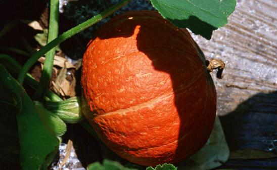 种植南瓜出蛆原因,种的南瓜总是烂怎么办