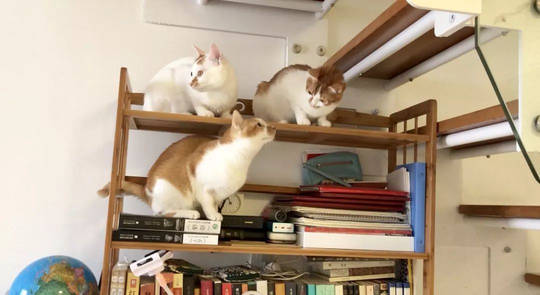 给宠物驱虫,给猫咪体外驱虫怎么驱虫