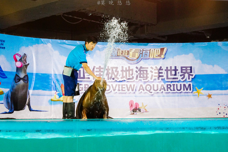 海洋极地海洋世界攻略,正佳极地海洋世界白鲸海象