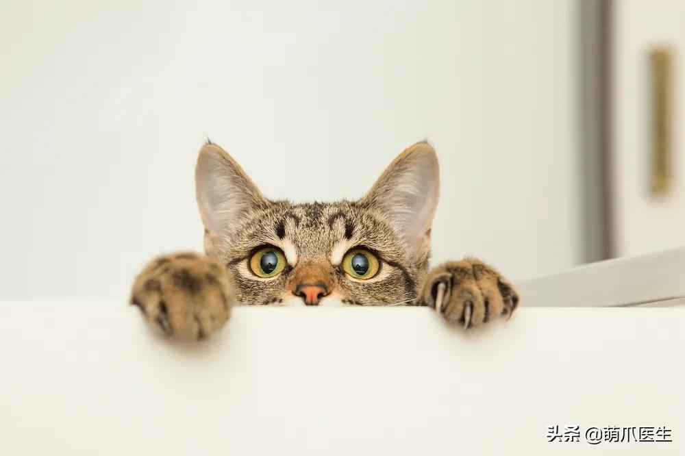 猫突然喜欢咬东西,怎么改掉猫吃猫砂的毛病