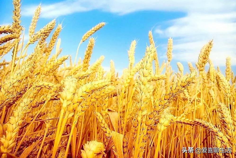 今日小暑吃什么食谱,三伏天饮食菜单推荐8道蔬食