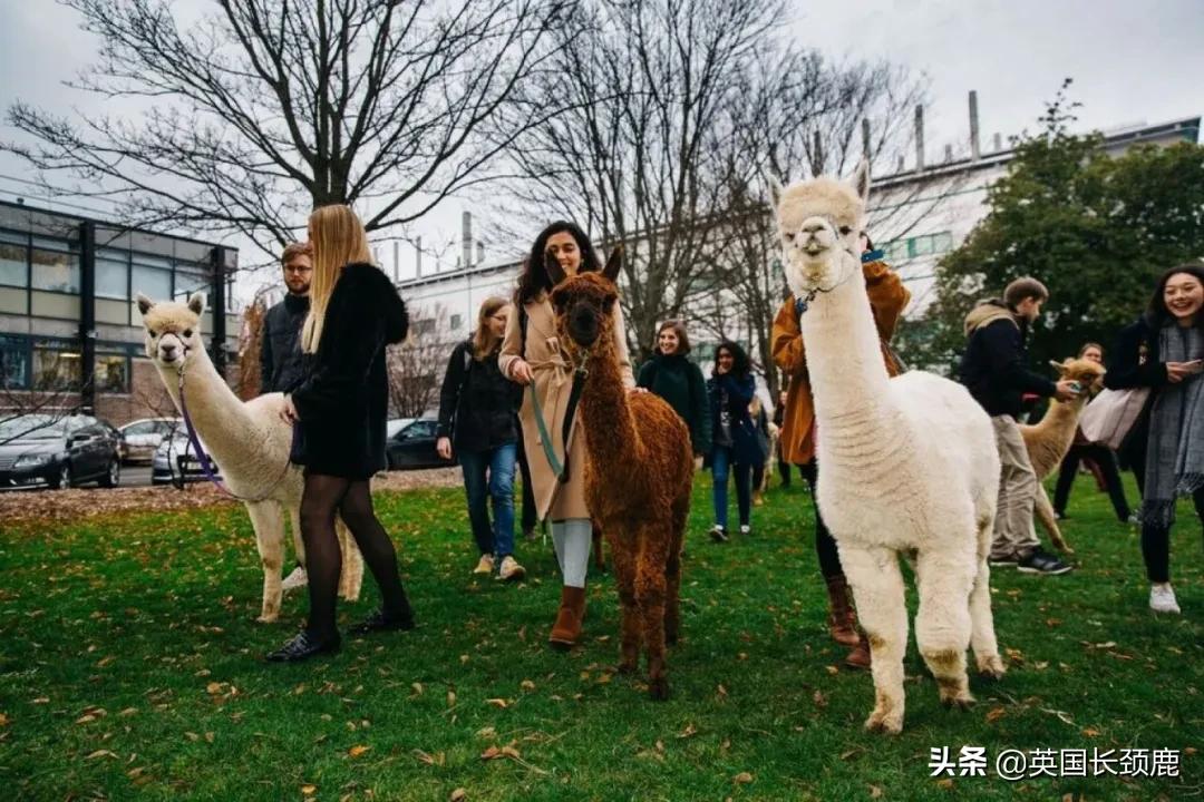 羊驼专治什么病,羊驼治愈厌食症