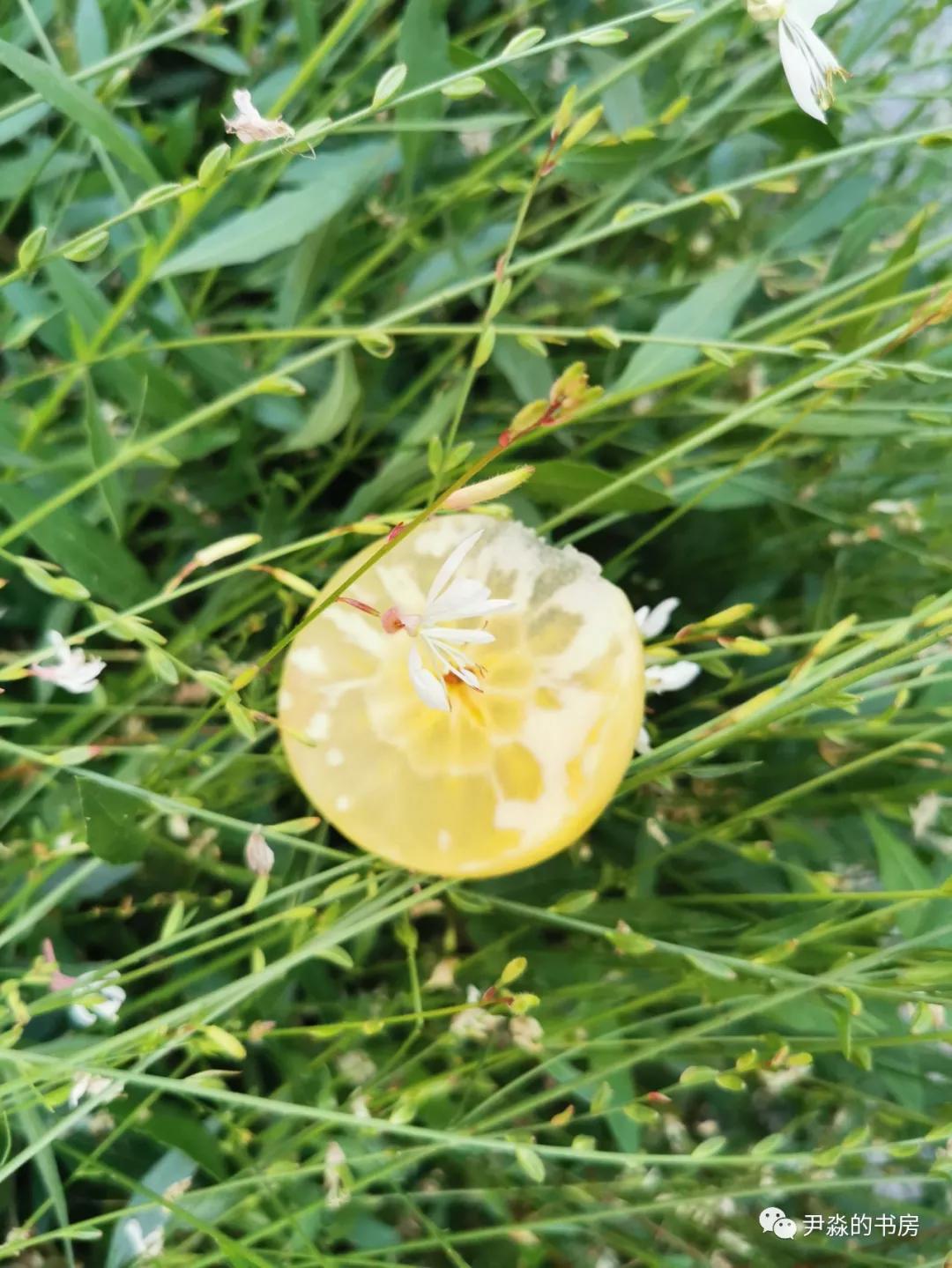 种苹果籽的人,种李子的人