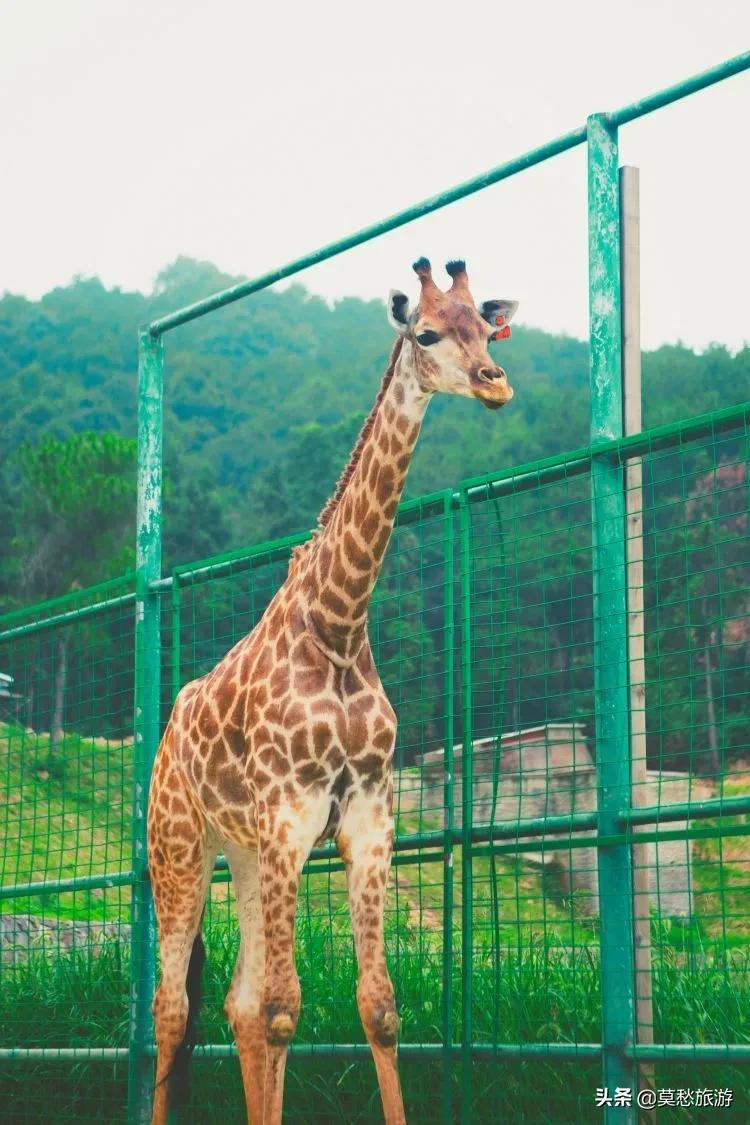 南京周边免费旅游景点推荐一日游,南京免费的旅游景点有哪些地方