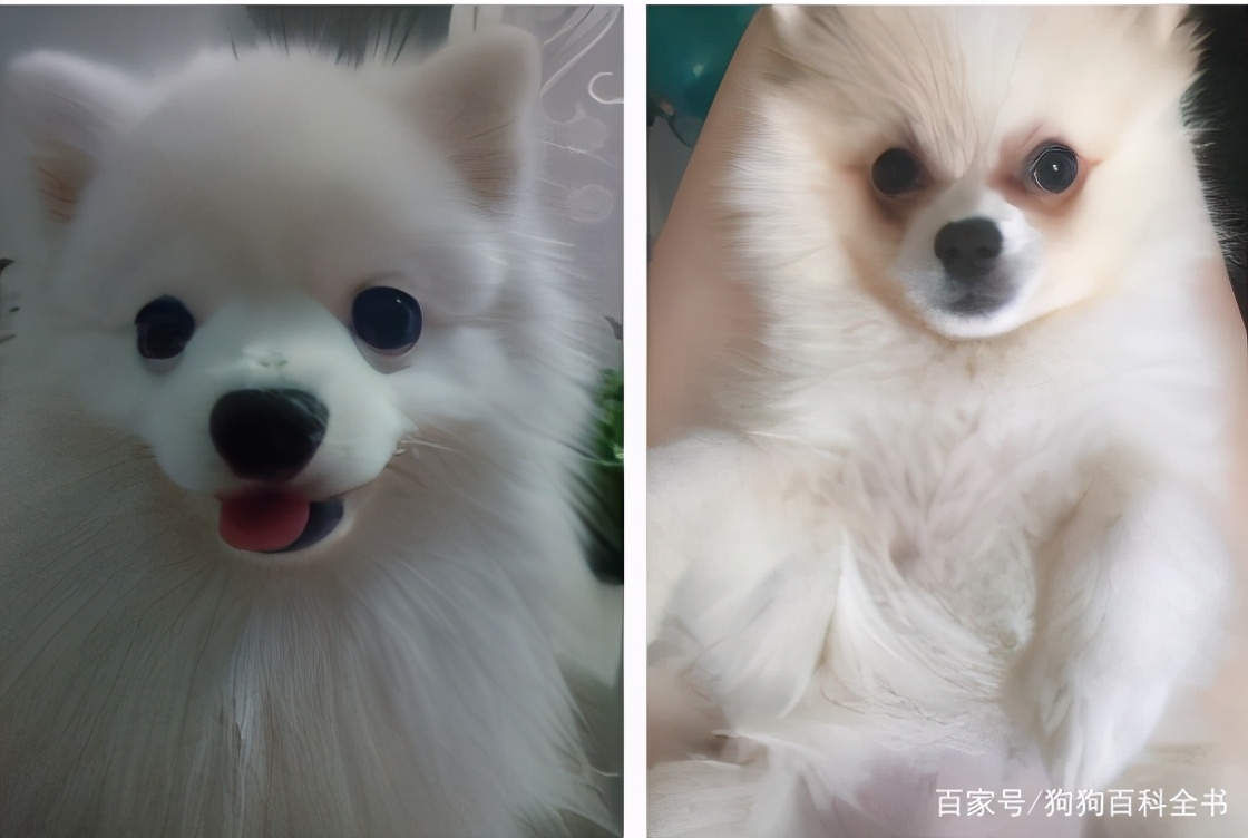 博美泪痕去除药有哪些,给博美去除泪痕五个简单办法图