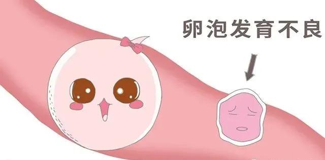 卵泡发育要做b超吗,女孩卵泡发育对照表