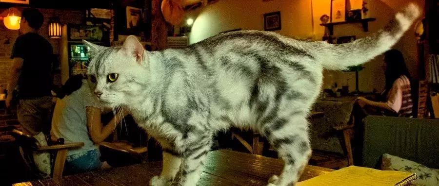 从十四万家咖啡馆中脱颖而出，猫咖是如何让人上瘾的？