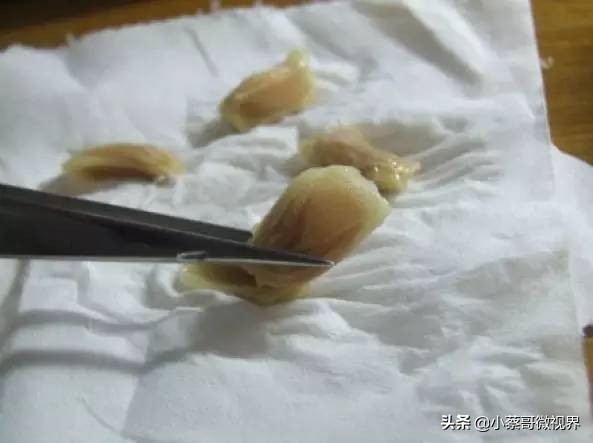 吃完的水果种子不要丢,吃完水果果核别扔