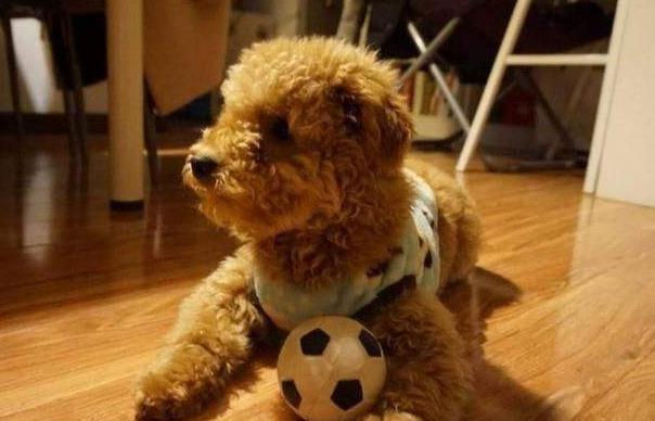 如何饲养泰迪,如何饲养泰迪犬