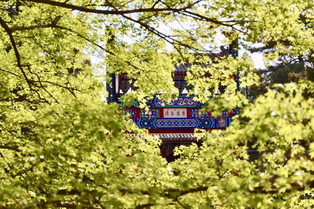 赏香山红叶旅游攻略,赏花旅游景点北京