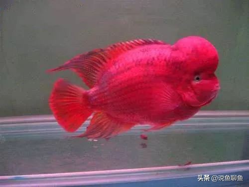 罗汉鱼蹭缸用什么药,罗汉鱼蹭缸抖动怎么回事