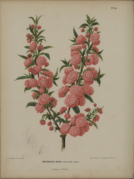 棠棣花与重瓣棣棠花的区别,棠棣花还是棣棠花