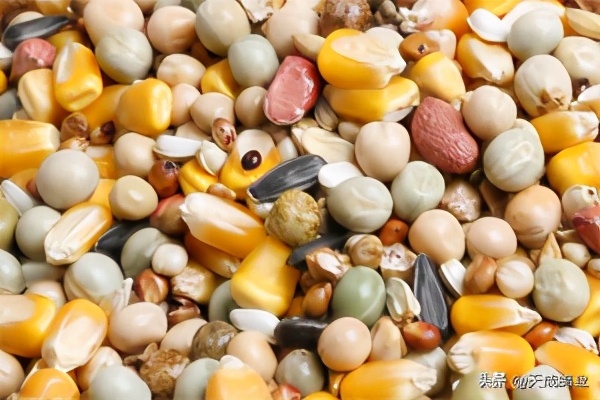 新手养鸽必读夏季养鸽注意事项,十条养鸽经验你一定要知道