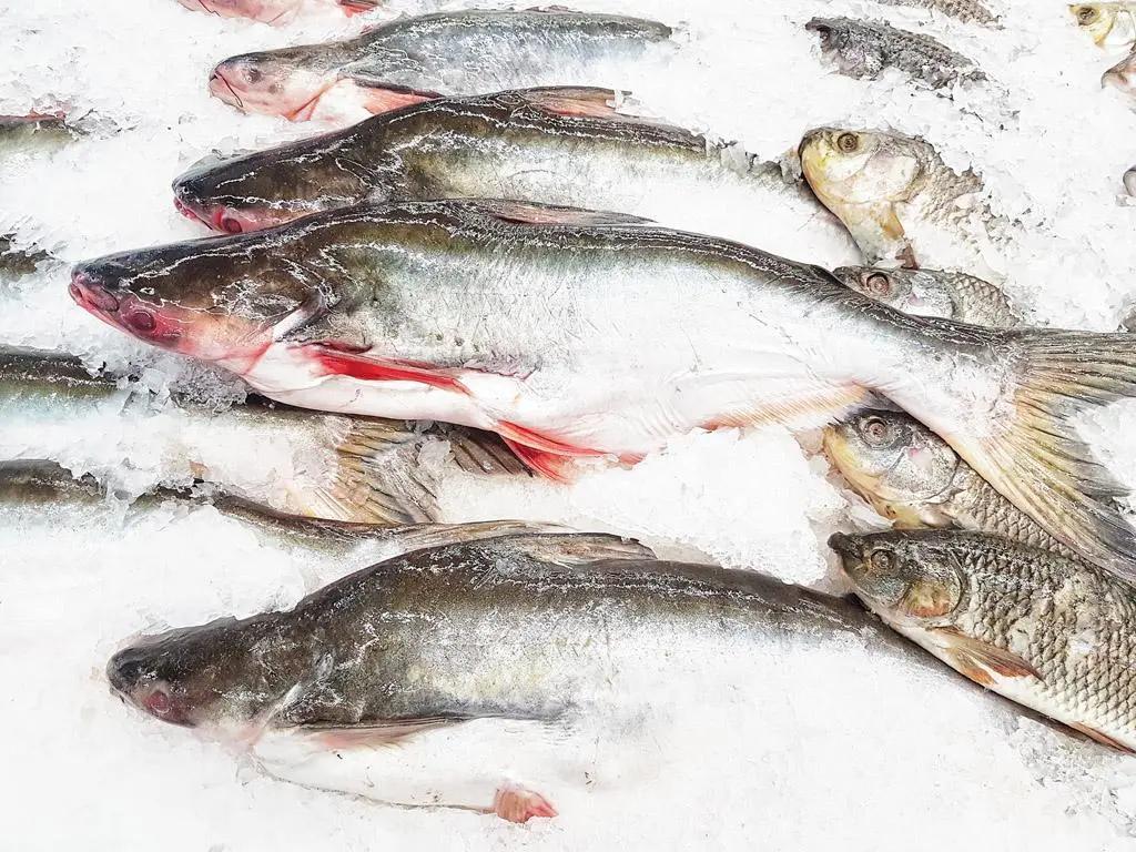 舟山禁渔期可以吃什么海鲜,禁渔期海鲜且吃且珍惜