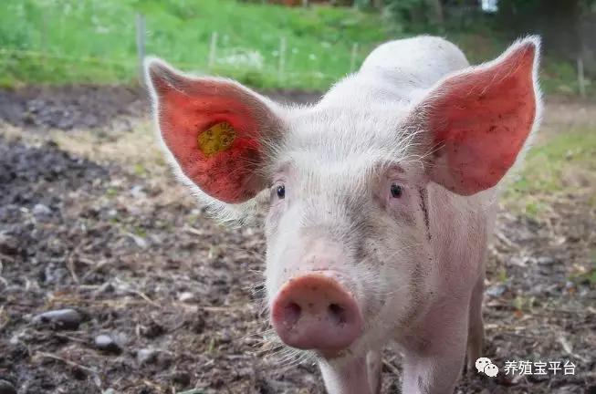 辣椒在养鸡过程中的效果,养猪用花椒有什么好处