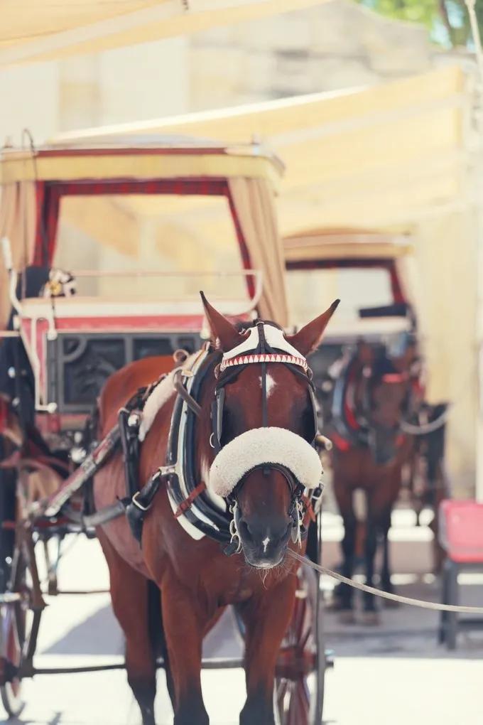 地中海岛国马耳他,马耳他地中海的璀璨明珠