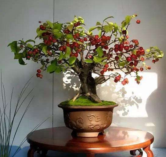 果树盆景种,果树花盆景