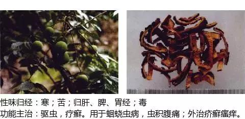 常用中草药名称大全图片及药效,常用中草药药效大全