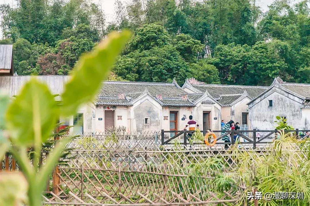 行走深圳歌曲,深圳观澜攻略