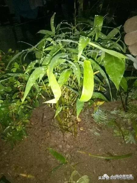 丛林造景黄缘龟池设计图大全,龟宝宝黄缘龟生态缸造景教程