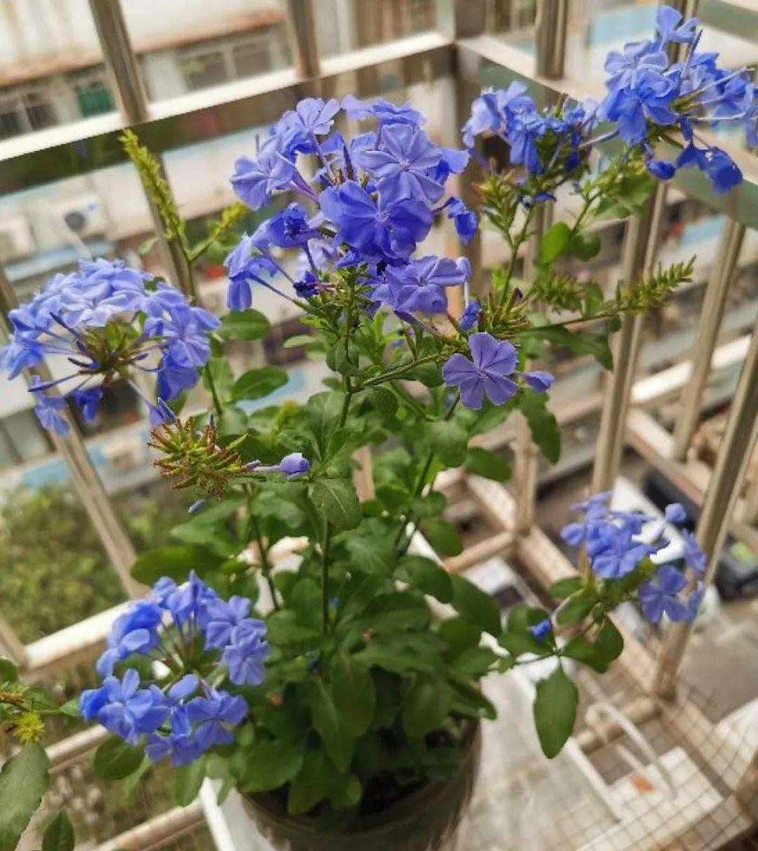 这些花“好看又好养”，不怕高温不怕晒，适合新手夏天养