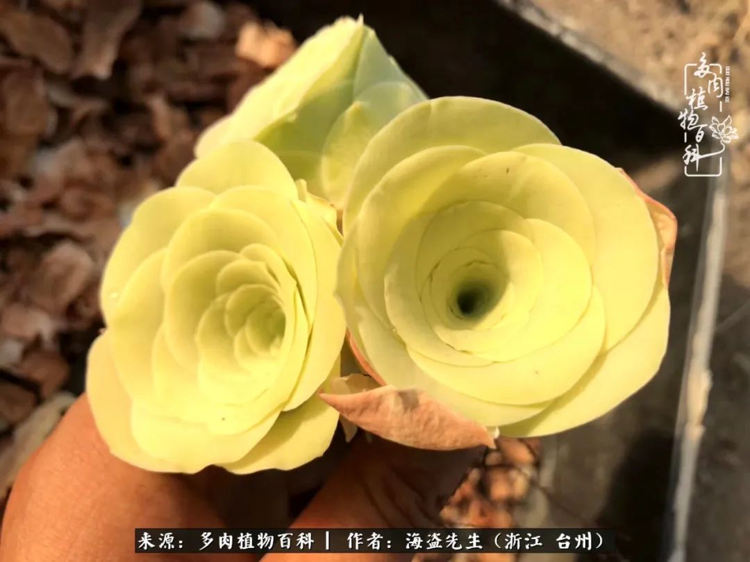 山地玫瑰养护顺口溜,山地玫瑰的养护种植注意事项视频