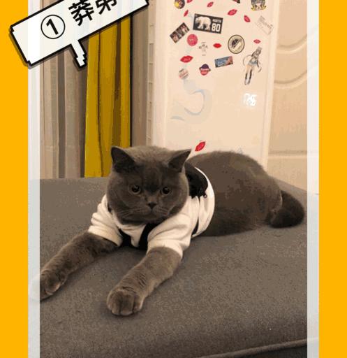 宠物秀场最新动态,亚宠展宠物时装秀人气火爆现场