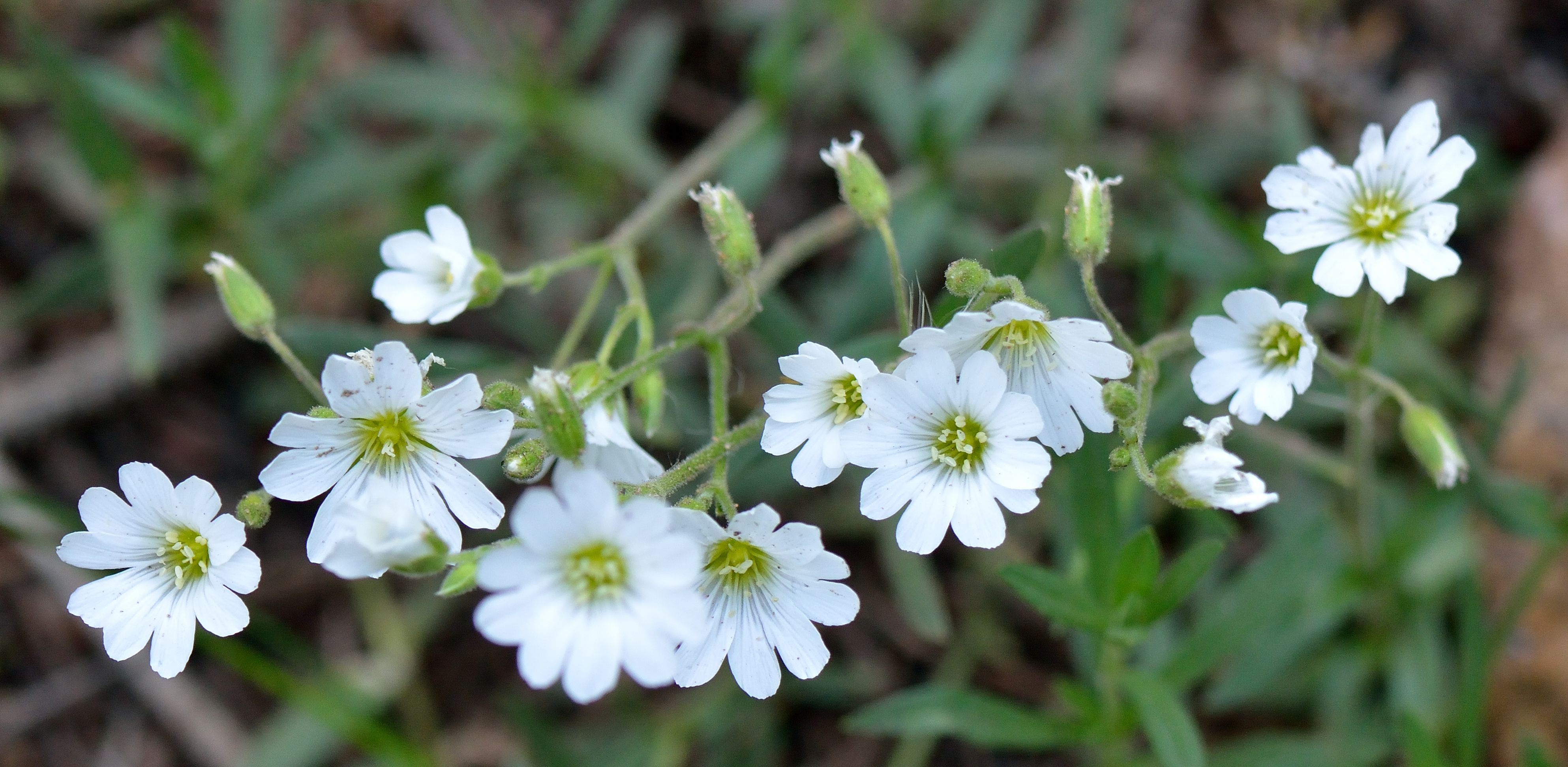 1月至12月生日花的花语,什么花语是祝福生日快乐的花