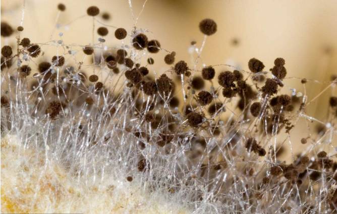 国际空间站“长毛”了，成为超强霉菌的家园，为何难以清除？