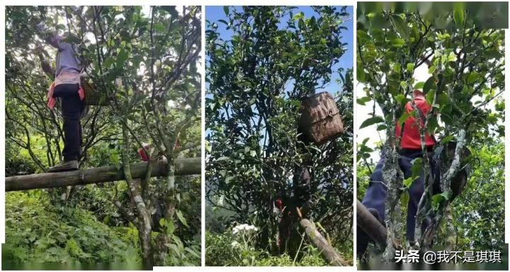 普洱茶真相揭秘切记不懂装懂,普洱茶切忌不懂装懂