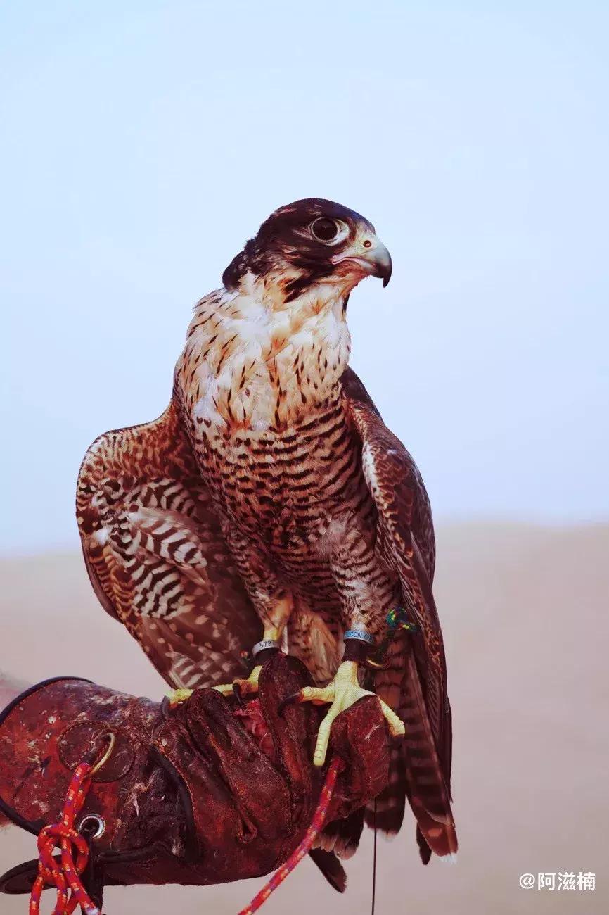 迪拜沙漠之旅景点攻略大全,沙漠里的奇迹迪拜